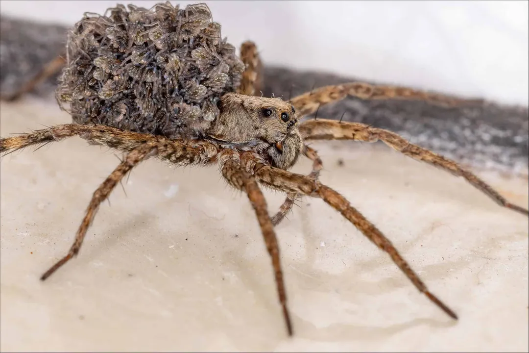 Wolf Spider Evolution, Deep Time Origins
