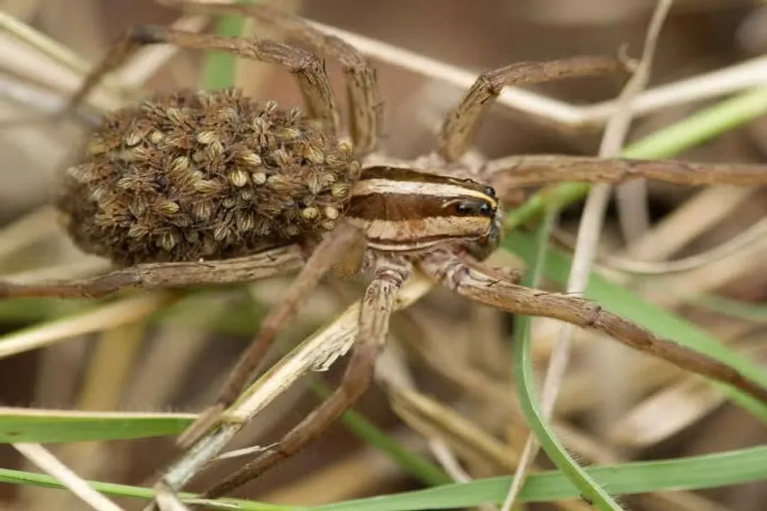 Wolf Spider Facts, Maternal Care