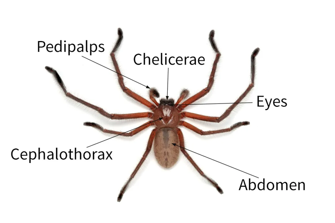 Wolf Spider Physical Characteristics