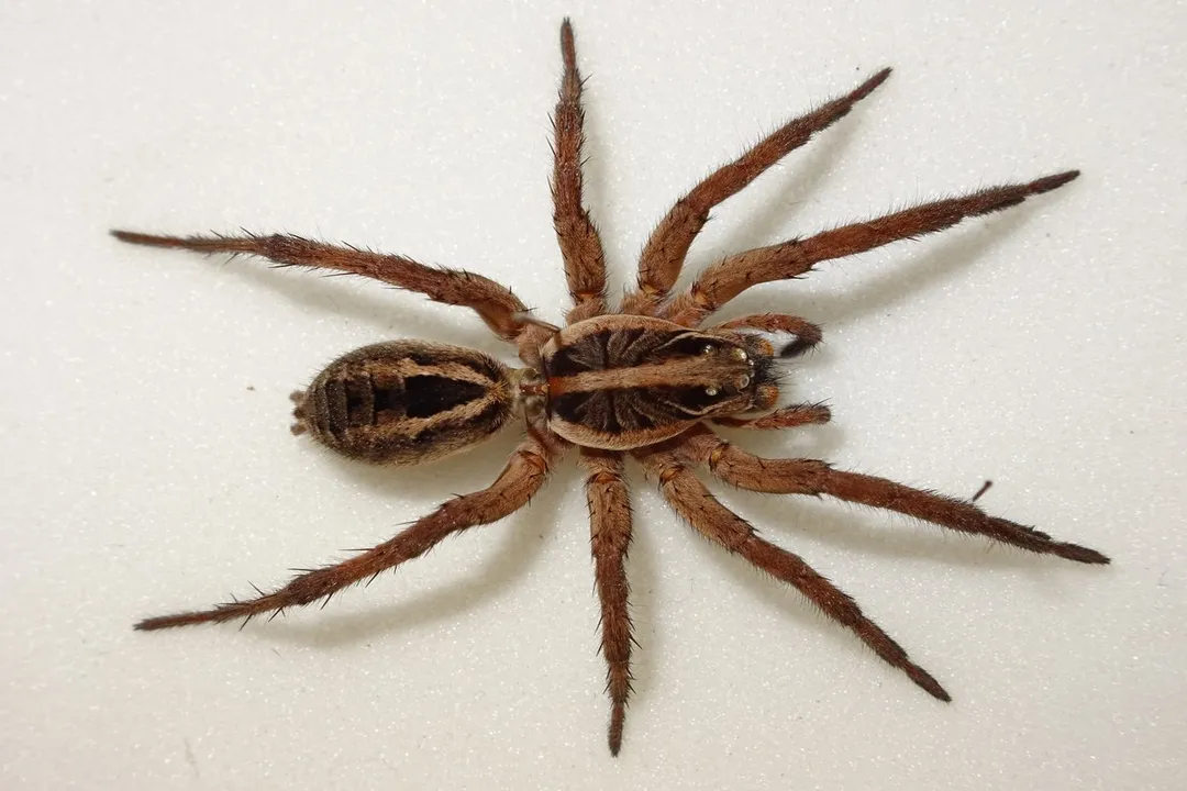 Wolf Spider Physical Characteristics, Body Structure