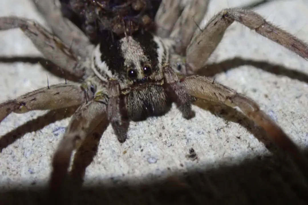 Wolf Spider Scientific Classification, Arachnid Class