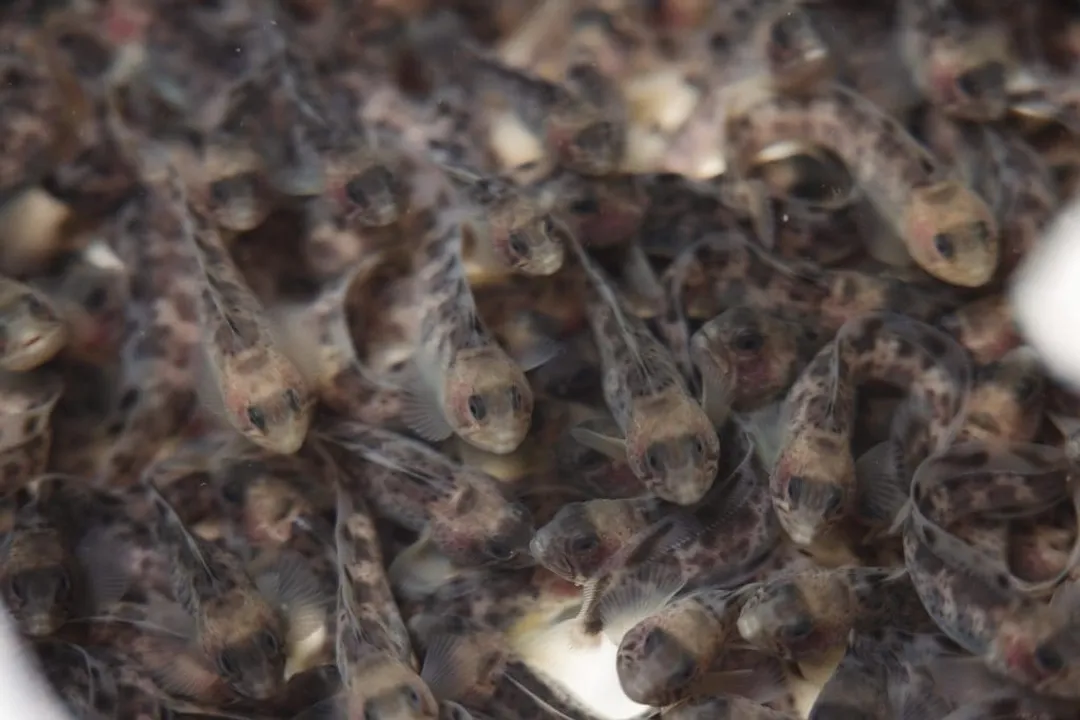 Wolffish Diet, Crushing Teeth