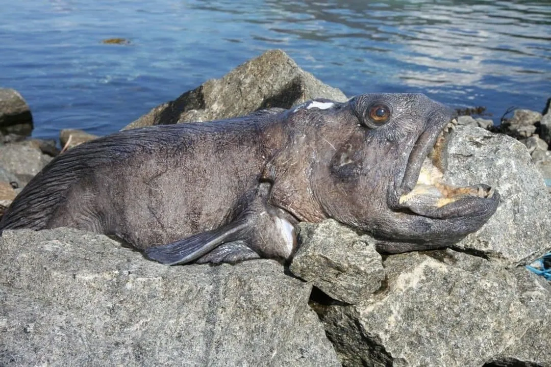 Wolffish Evolution, Dental Adaptations