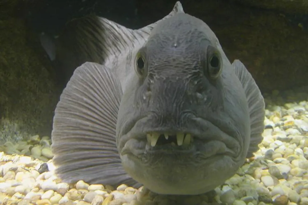 Wolffish Facts, Cold Domain