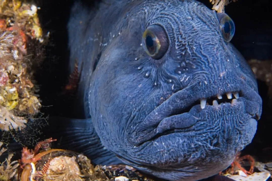 Wolffish Facts, Crushing Diet