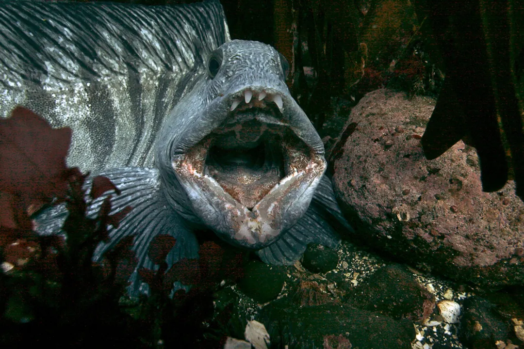 Wolffish Locations, Species Distribution
