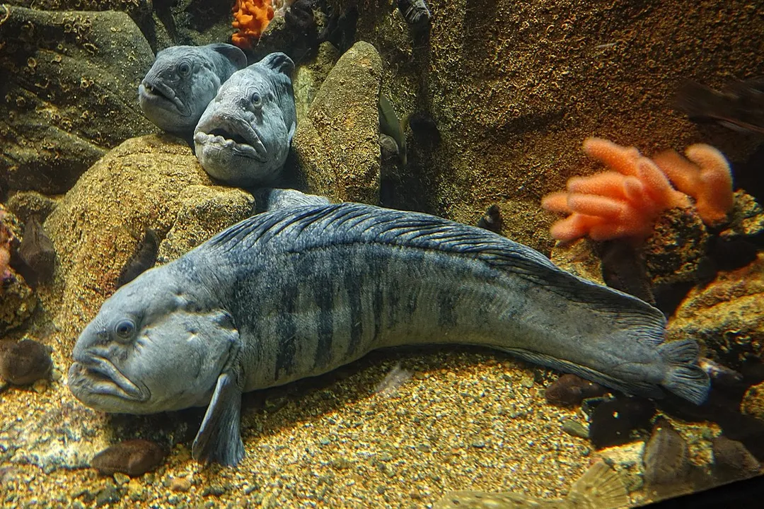Wolffish Physical Characteristics