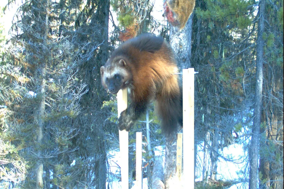 Wolverine Facts, Weasel Relation