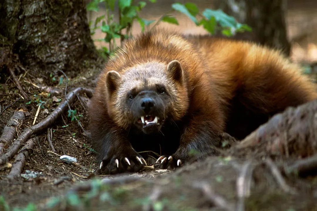 Wolverine Facts, Northern Home