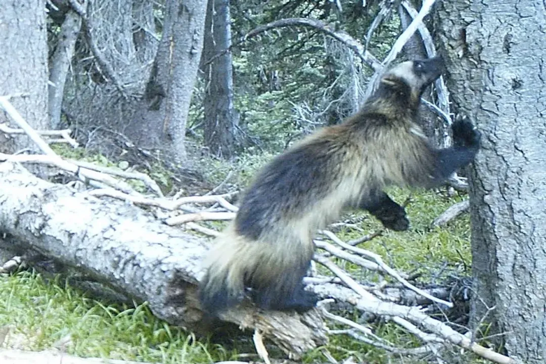 Wolverine Facts, Scent Mastery