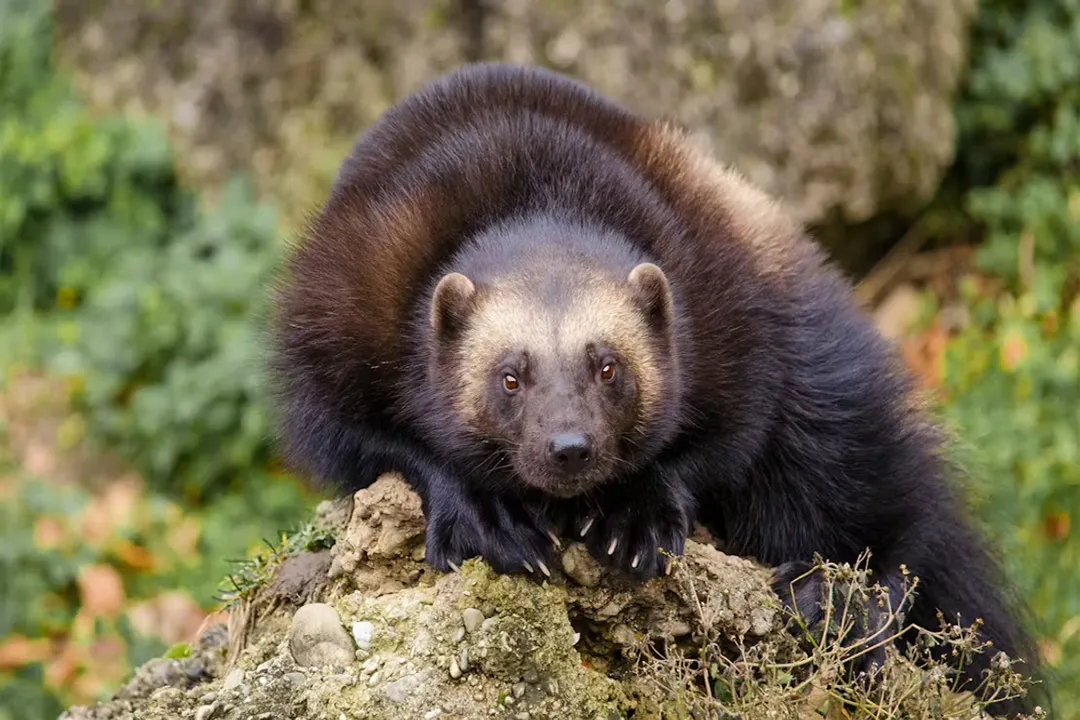 Wolverine Locations, Global Footprint