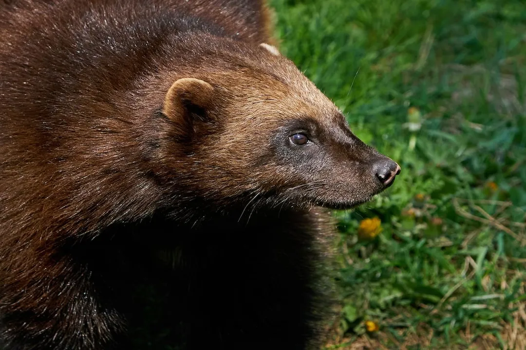 Wolverine Physical Characteristics, Fur Attributes