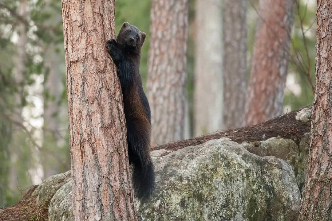 Wolverine Scientific Classification, Class Mammalia