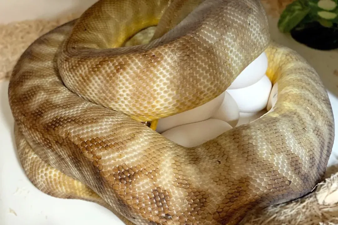 Woma Python Evolution, Morphology Signatures