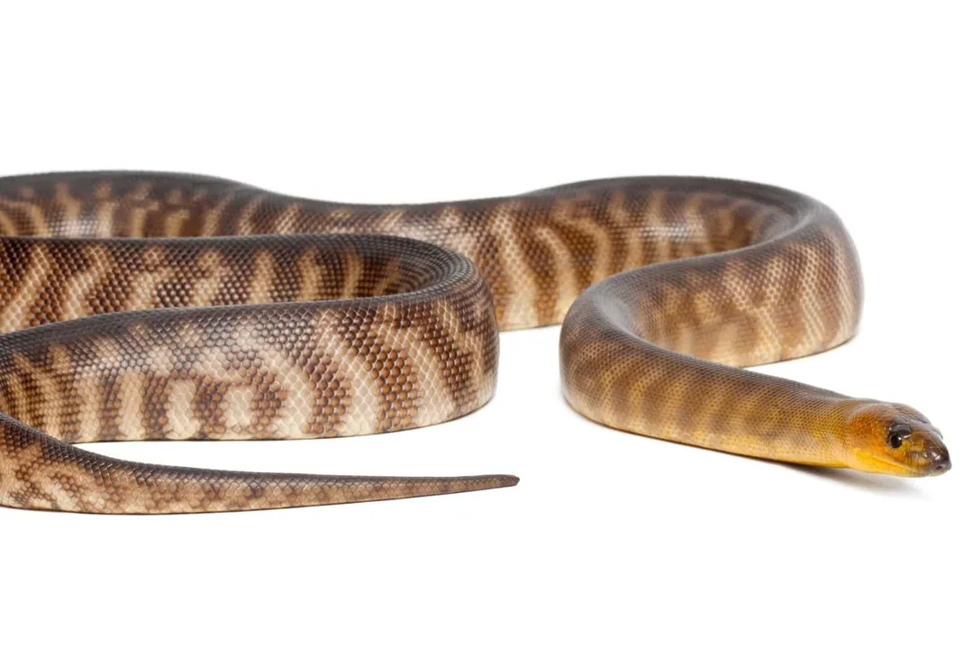 Woma Python Evolution, Arid Adaptation