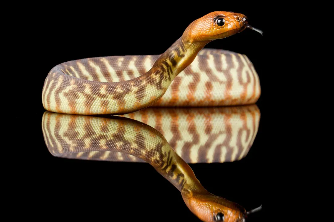 Woma Python Evolution, Ancient Lineage