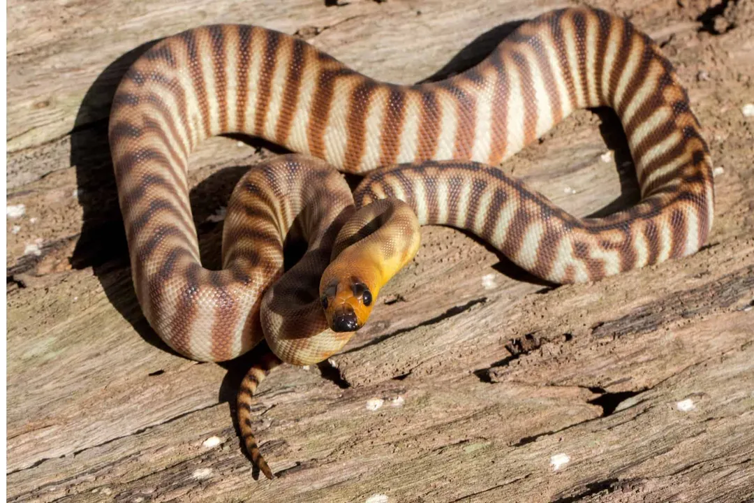Woma Python Facts, Physical Traits