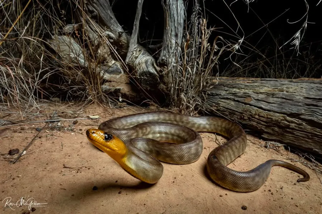 Woma Python Locations, State Presence