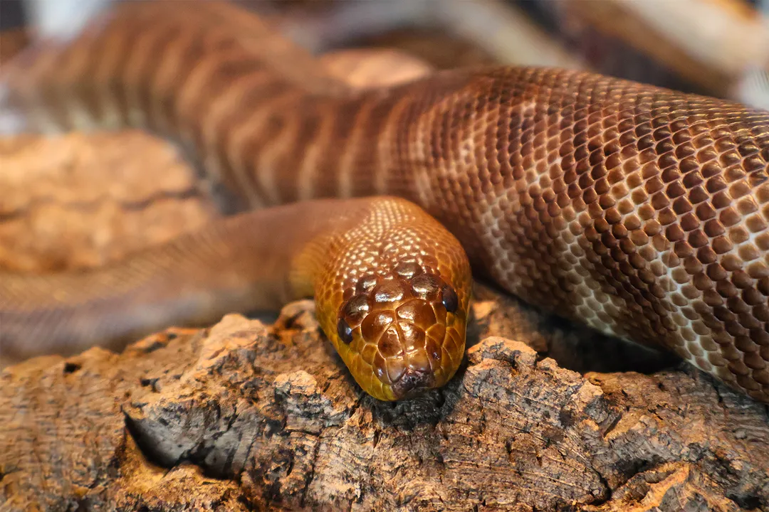 Woma Python Physical Characteristics, Scale Texture