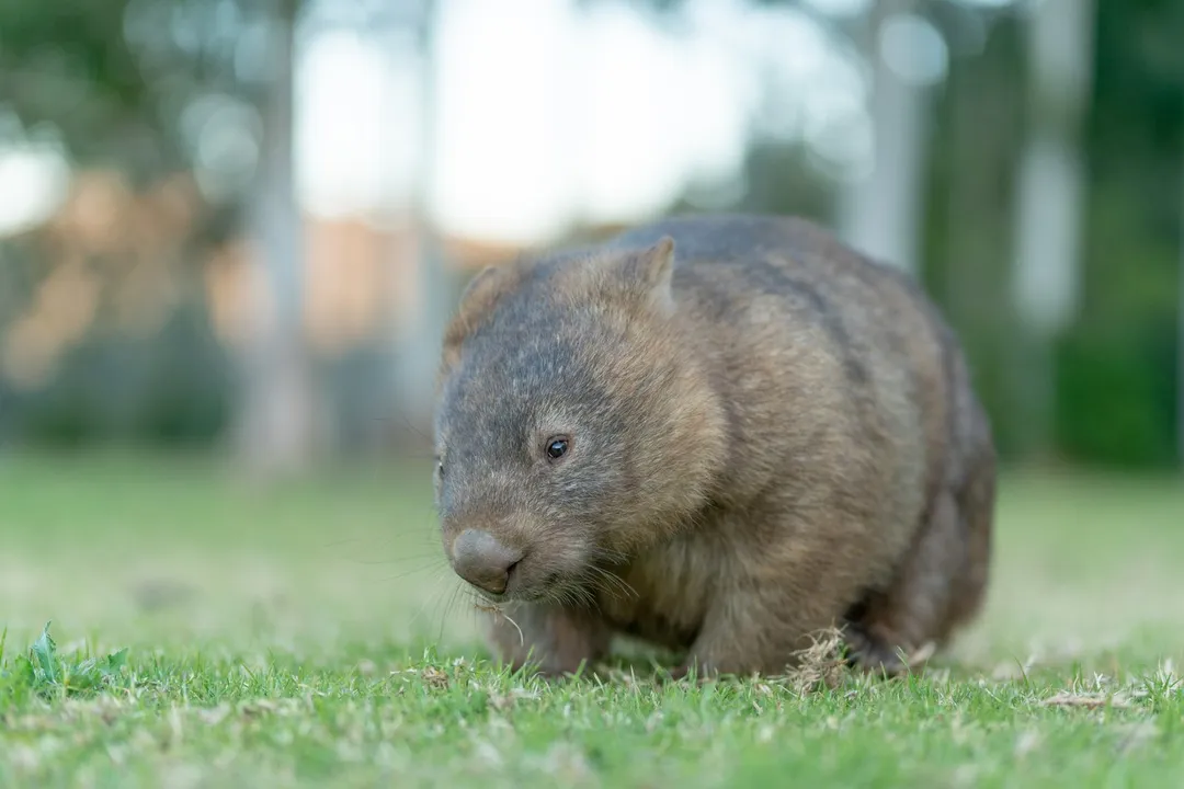 Wombat Diet, Herbivore Status
