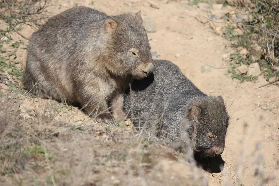 Wombat Diet, Staple Forage