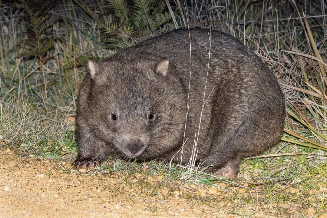 Wombat Diet, Digestion Efficiency