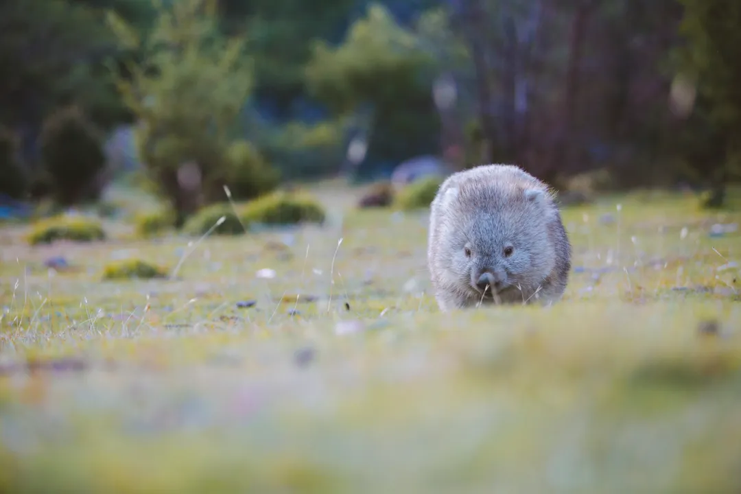 Wombat Facts, Tough Hide