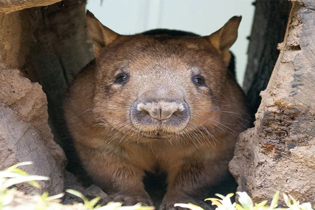 Wombat Facts, Cube Droppings