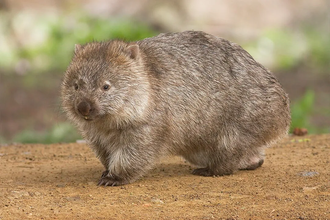 Wombat Facts