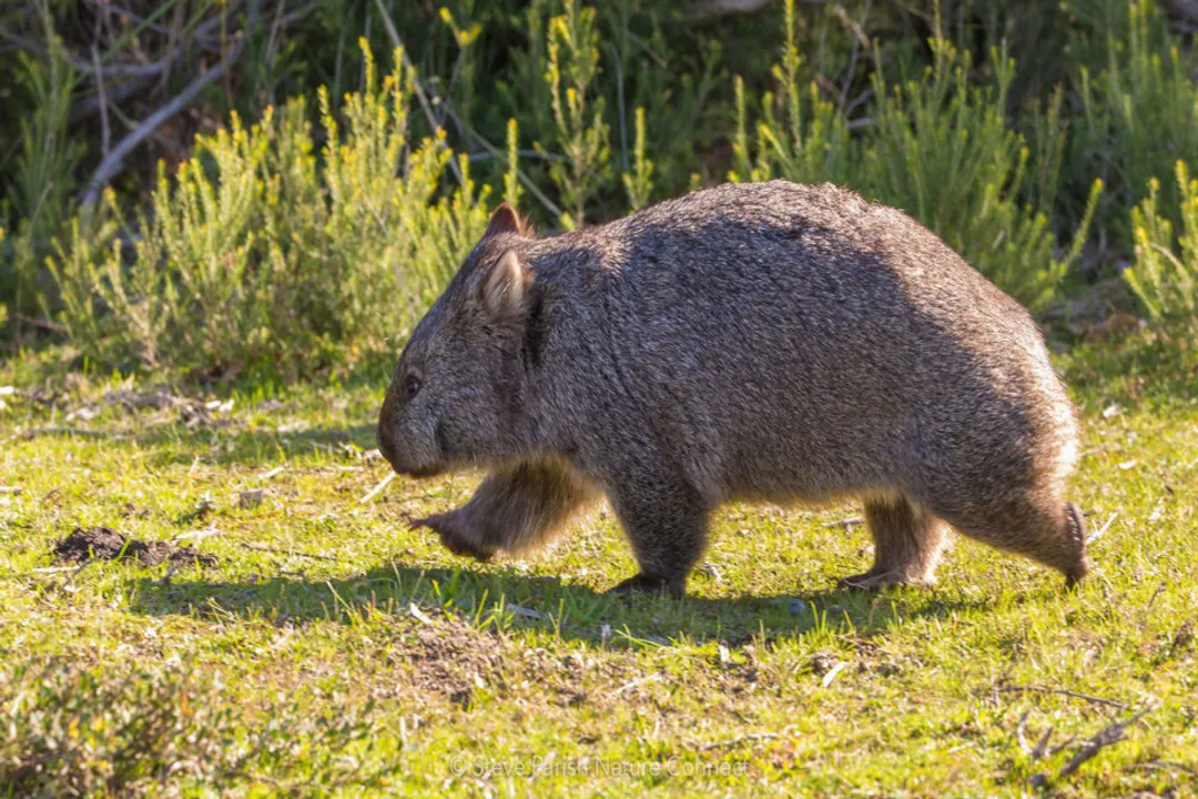 Wombat Facts, Burrowing Life