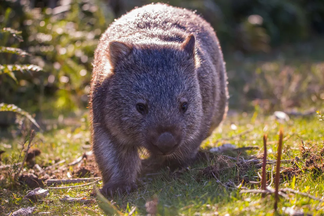 Wombat Locations, Hairy Noses