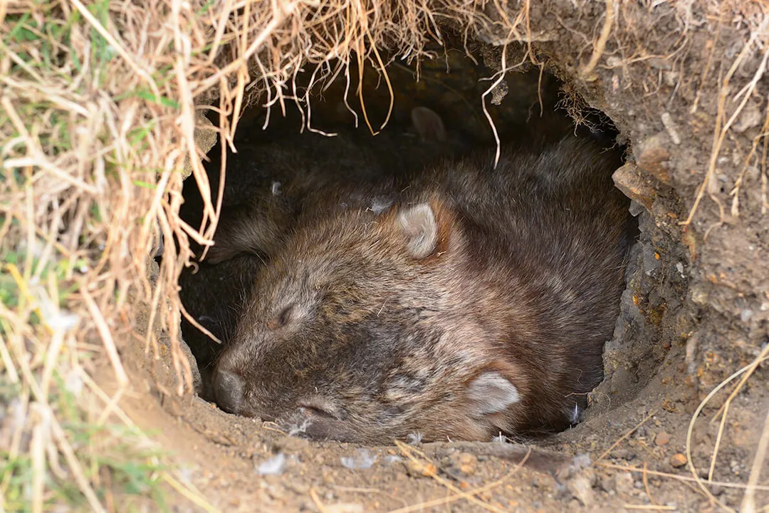 Wombat Locations, Four Species