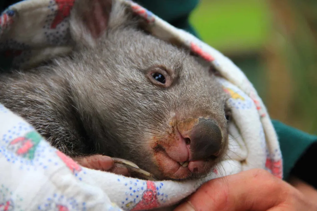 Wombat Scientific Classification