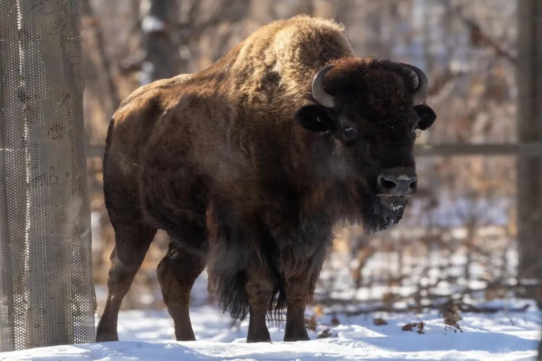 Wood Bison Facts, Giant Kinship
