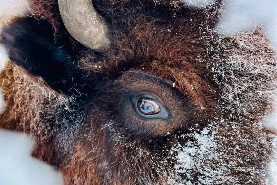 Wood Bison Facts, Northern Build