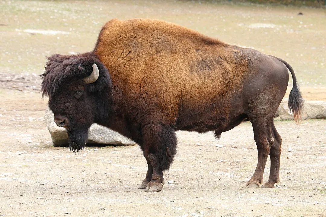 Wood Bison Locations