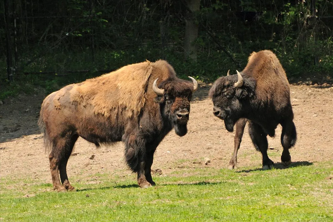 Wood Bison Physical Characteristics, Shoulder Structure