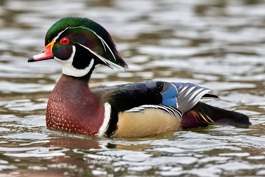 Wood Duck Diet, Animal Matter Intake