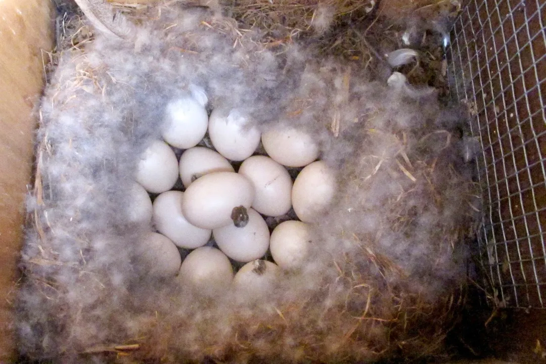 Wood Duck Evolution, Selective Pressures