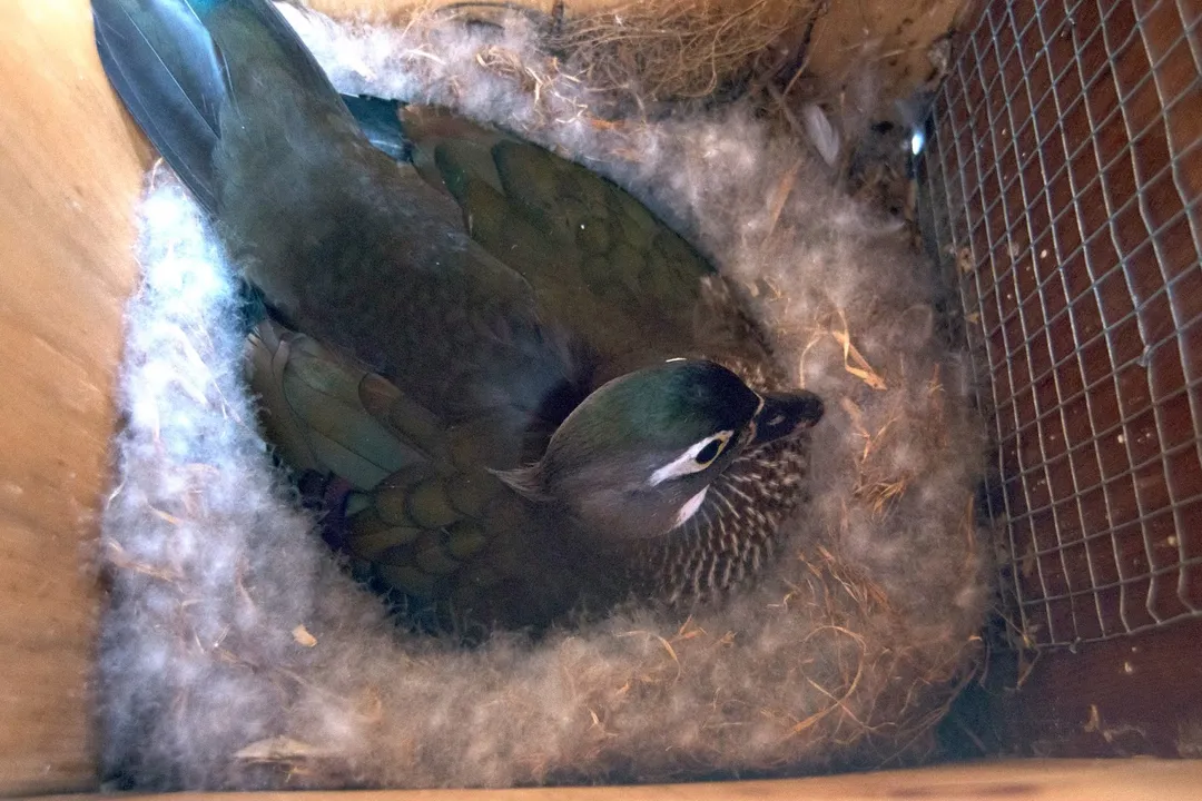 Wood Duck Evolution, Cavity Nesting