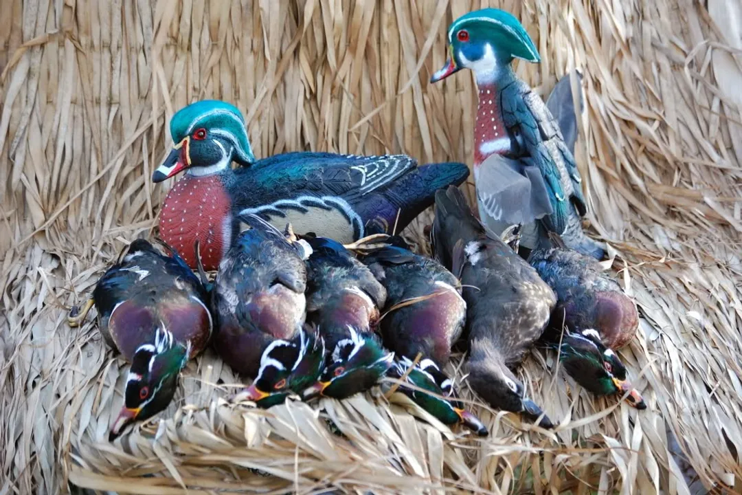 Wood Duck Evolution
