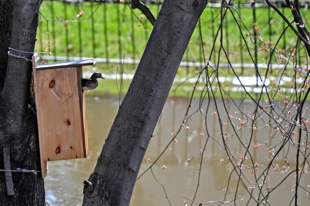 Wood Duck Evolution, Aix Lineage