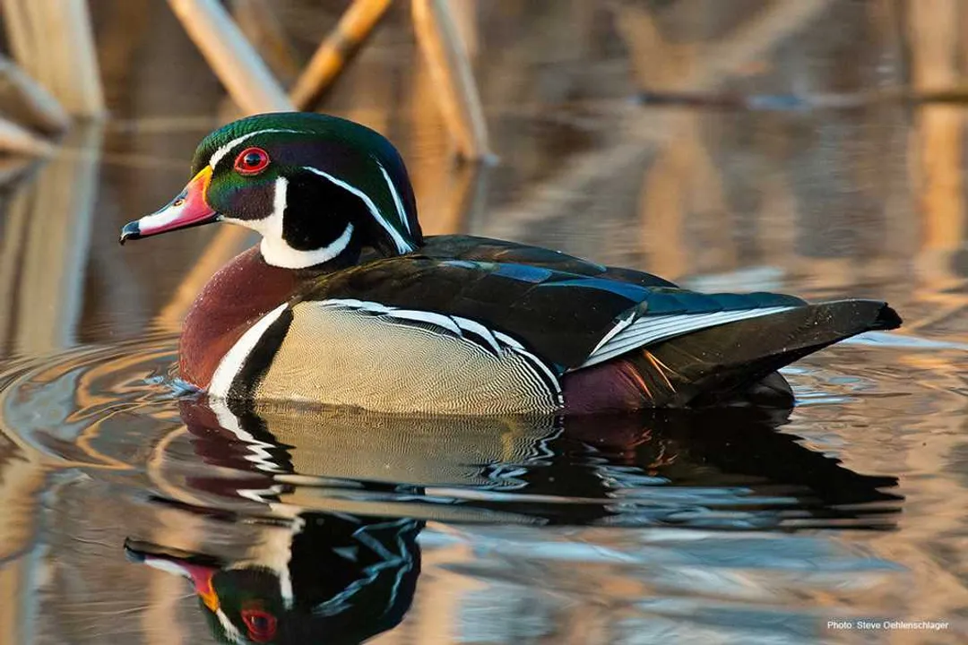 Wood Duck Locations, North America