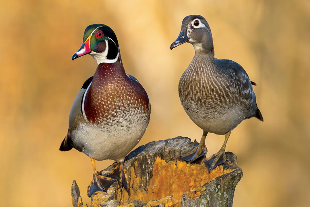 Wood Duck Locations, Eastern Wetlands