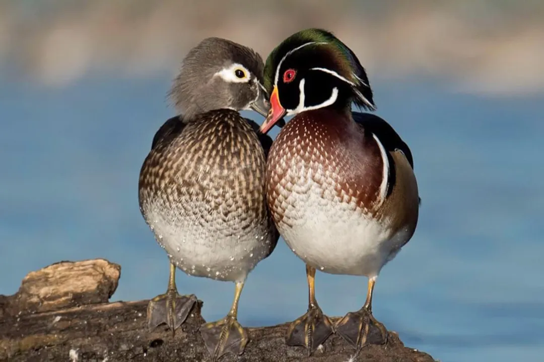 Wood Duck Physical Characteristics, Drake Colors