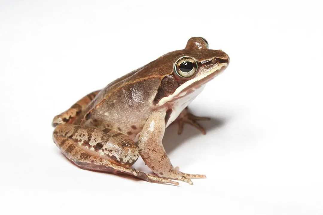 Wood Frog Locations