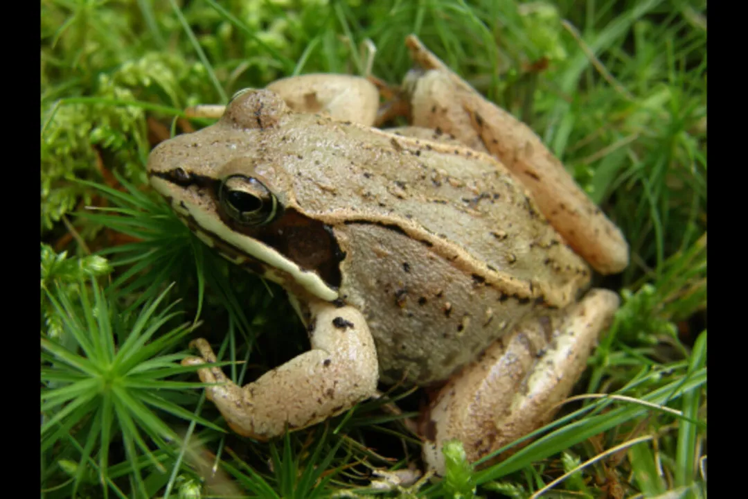 Wood Frog Locations, Woodland Habitat