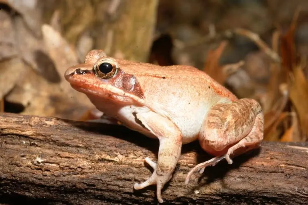Wood Frog Locations, North Range