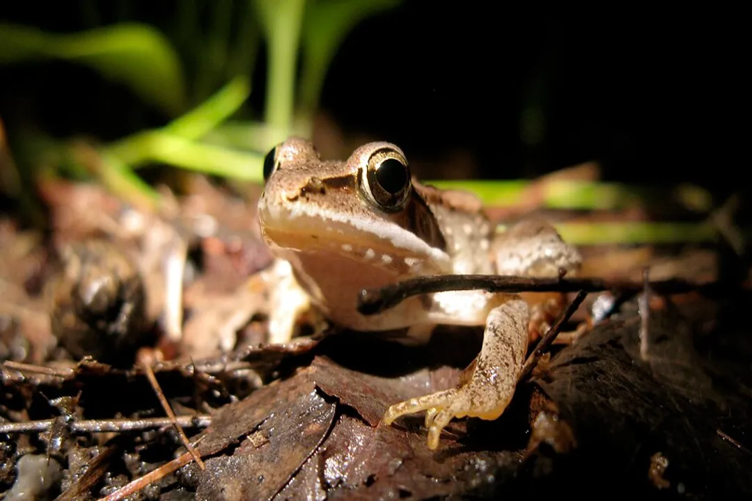 Wood Frog Locations, Eastern Presence