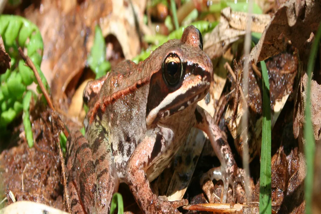Wood Frog Physical Characteristics, Mask Stripe